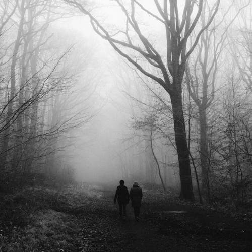 People Walking in the Forest Trail