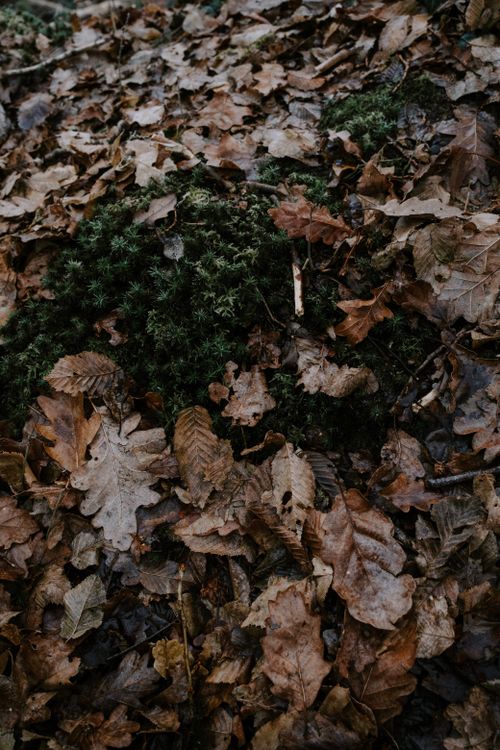 Free High-angle shot of dried autumn leaves and green moss on the forest ground. Stock Photo