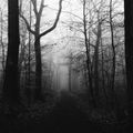 Foggy path through bare trees — photo by Mathias Reding on Pexels