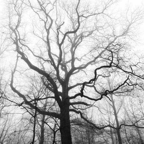 Leafless Trees in Grayscale Photography