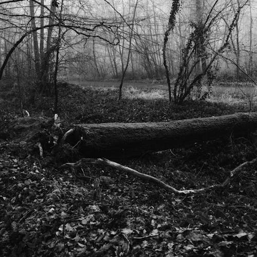 Grayscale Photography of Tree Trunk on the Ground