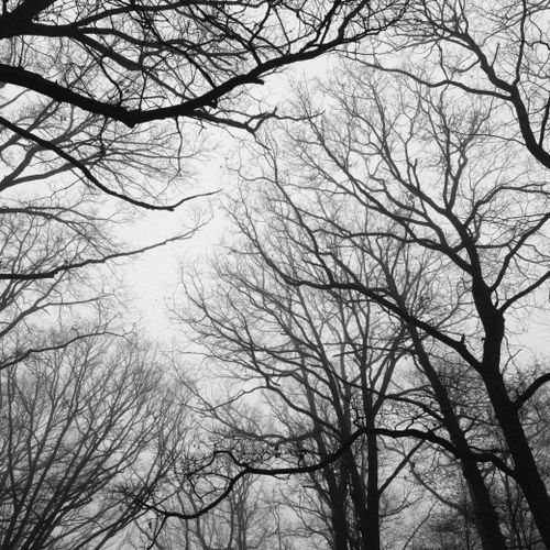 Free Grayscale image of bare tree branches creating a dramatic winter scene. Stock Photo