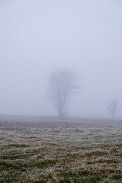 Fotos de stock gratuitas de árbol desnudo, árbol sin hojas, campo de hierba