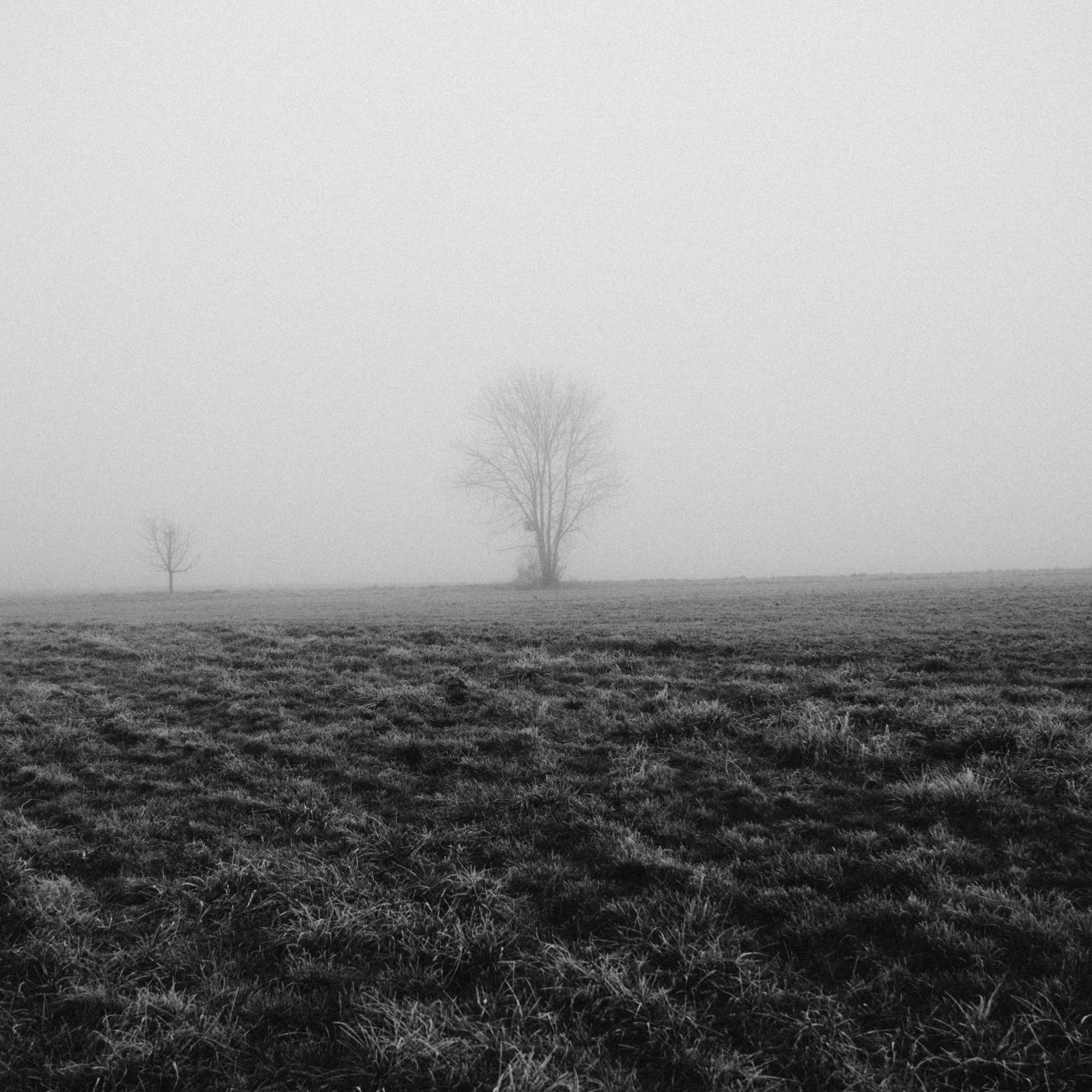Black and white photo of a foggy field with a solitary bare tree.
