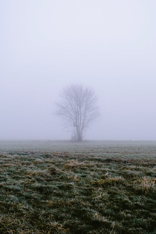 Základová fotografie zdarma na téma bezlistý strom, bílá obloha, fotografie přírody
