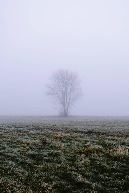 Leafless Tree on Green Grass Field