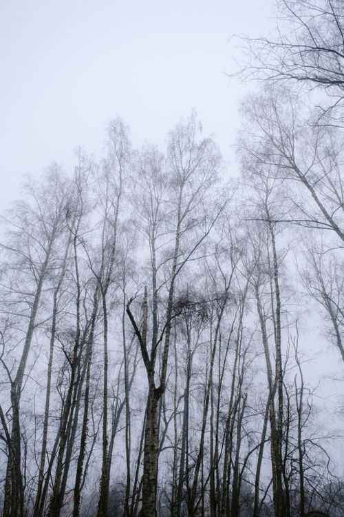 Free Misty forest scene featuring tall, leafless trees in a serene foggy atmosphere. Stock Photo