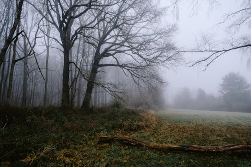Thick Fog Covering the Forest Ground