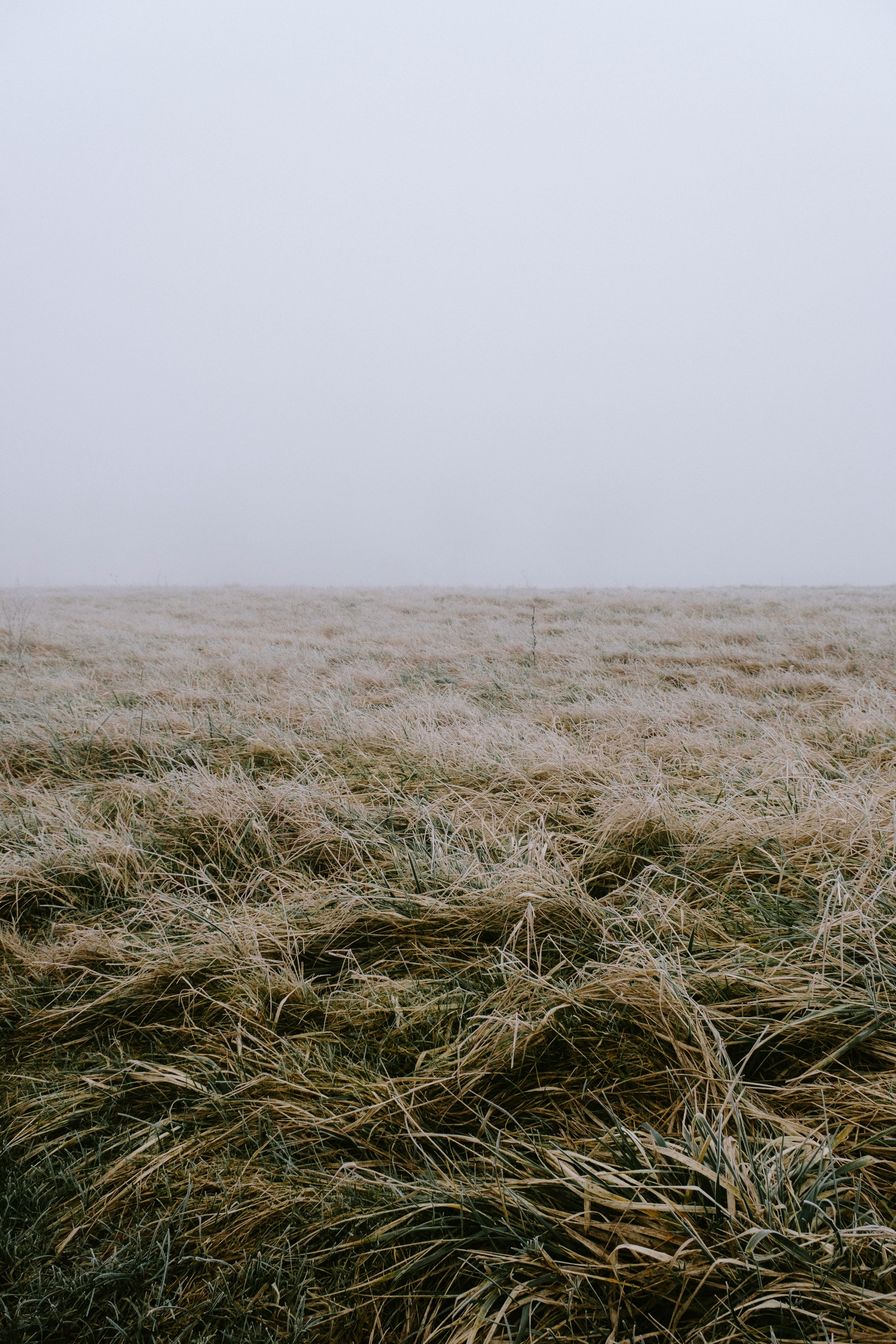 frost on grass