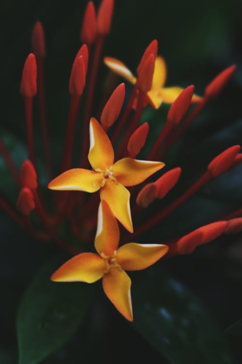 Close-up Photography of Yellow Ixora Flowers