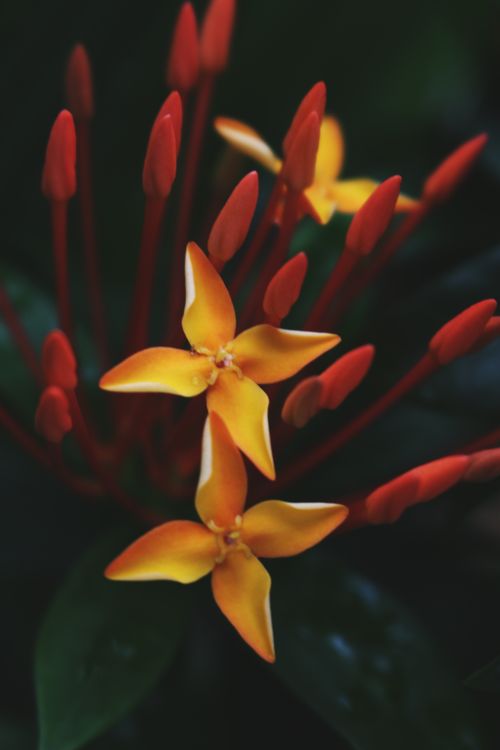 Free Macro shot of vibrant Ixora coccinea flowers and buds in natural light. Stock Photo