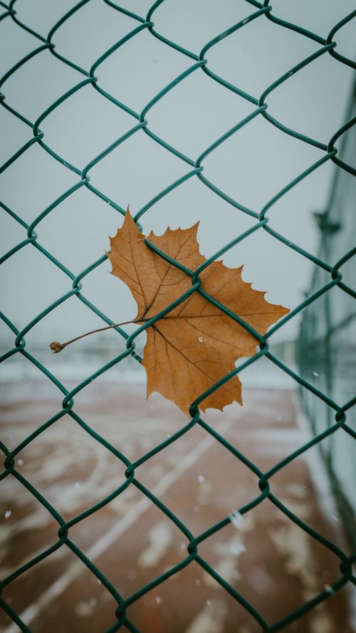 Free Close-up of a maple leaf caught in a chain-link fence during fall. Stock Photo