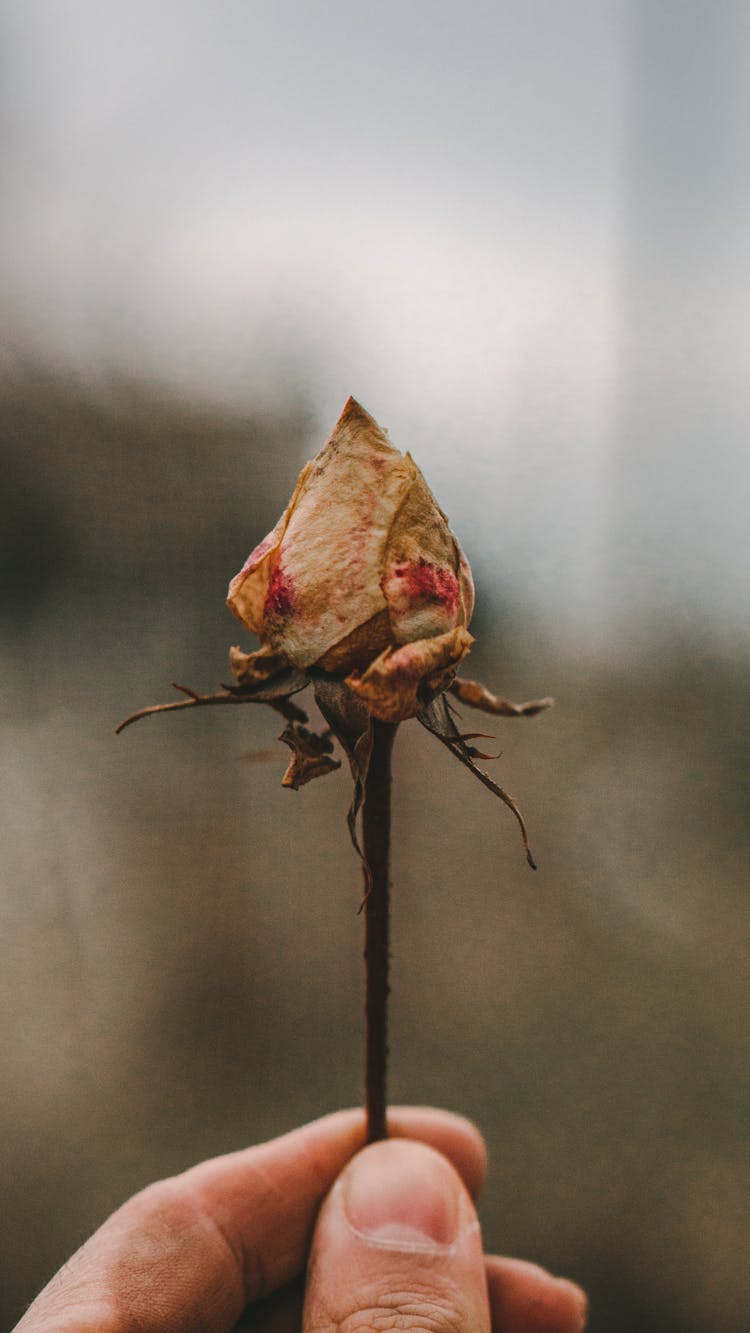 Hand Holding Dry Rose Bud