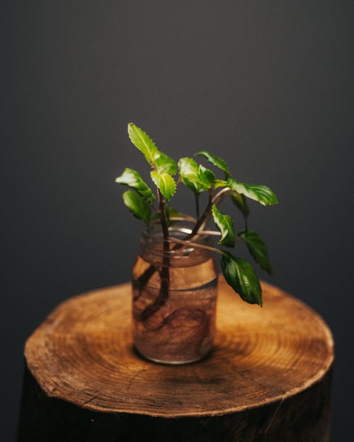 A Plant in a Glass Jar