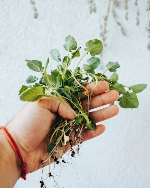 Free A Person Holding Vegetable Plant Seedlings Stock Photo