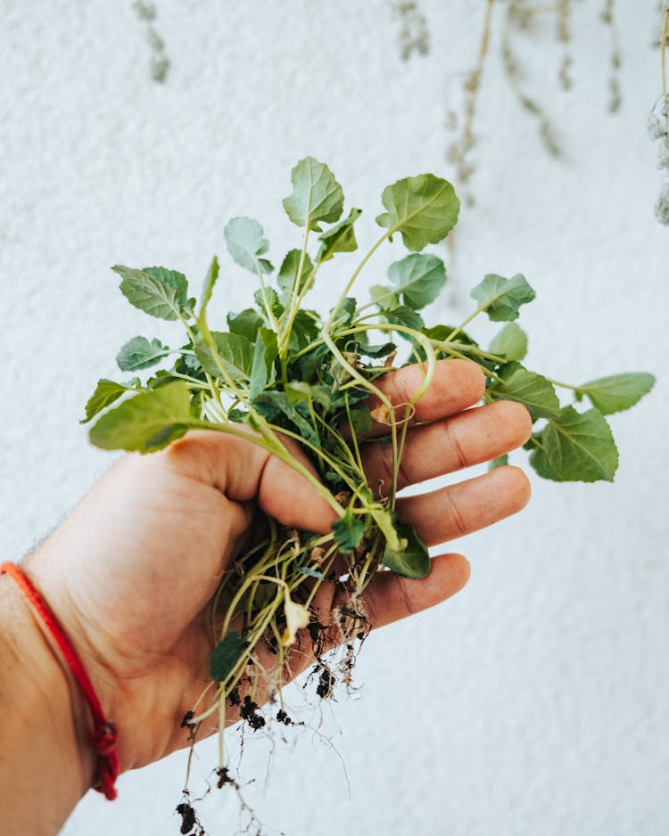 A Person Holding Vegetable Plant Seedlings