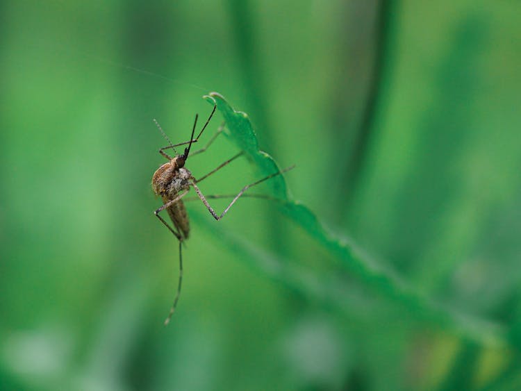 Close Up Of Mosquito On Grass