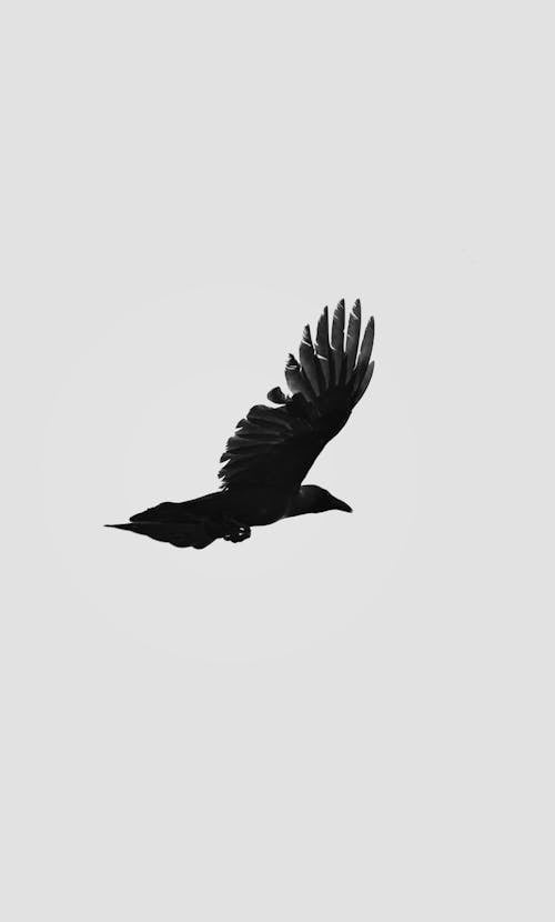 Grayscale Photo of a Bird Flying 