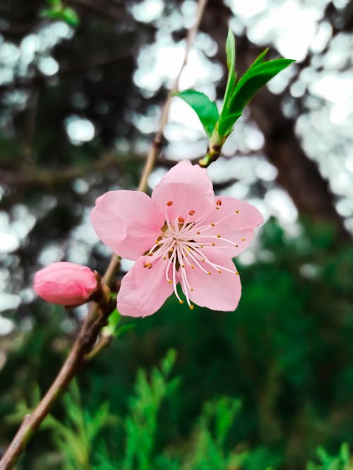 Foto d'estoc gratuïta de flor de cirerer, flor rosa, florint