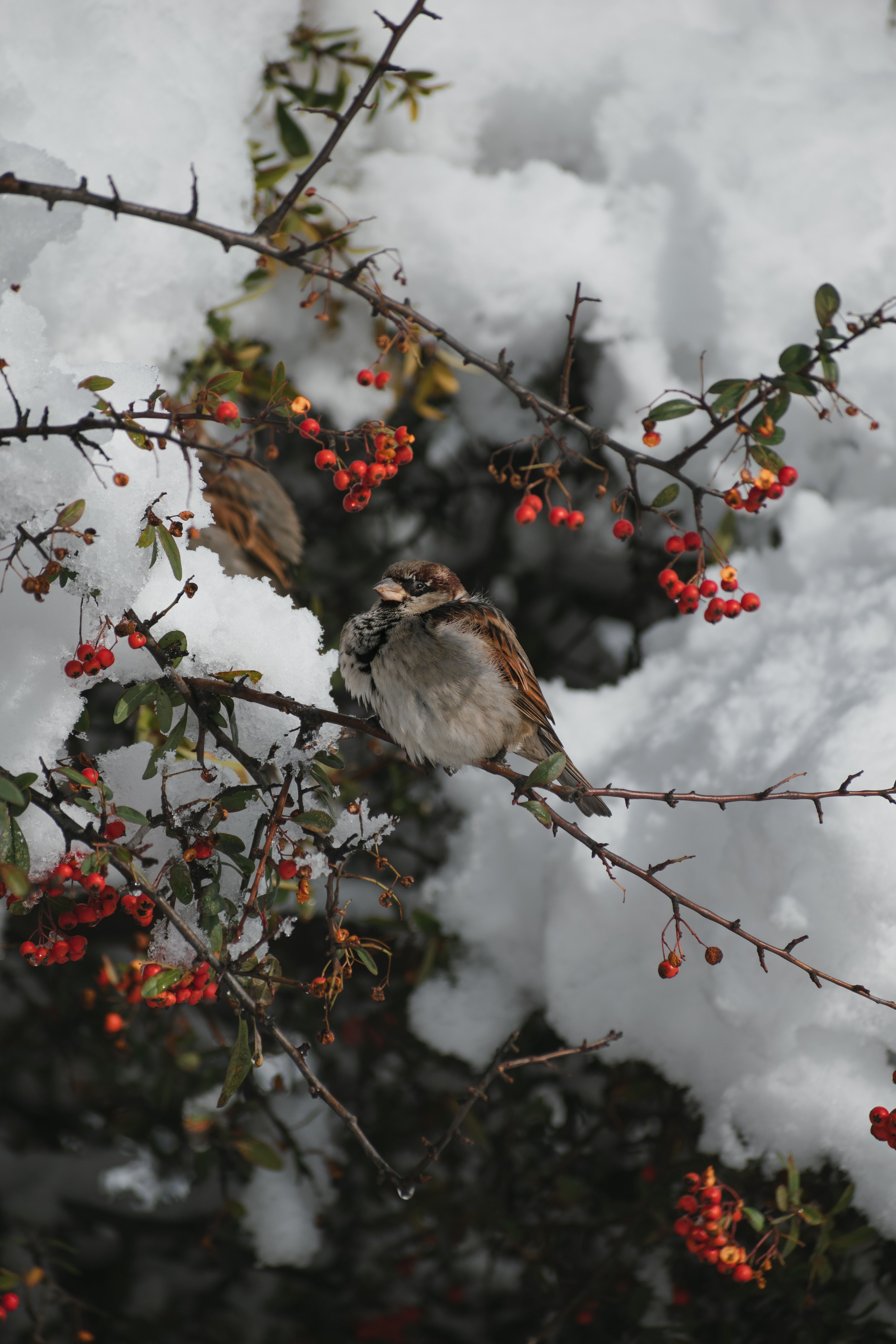 photo-gratuite-de-animal-automne-branche-fermer-mignon-moineau