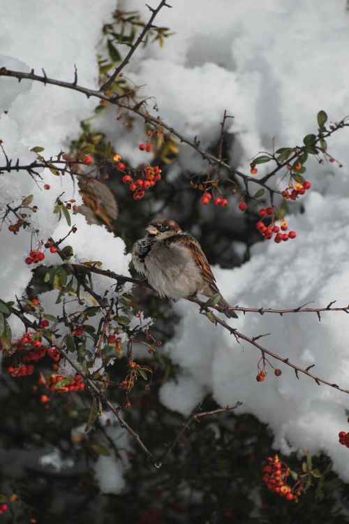 Photo Gratuite De Animal Automne Branche Fermer Mignon Moineau photo-gratuite-de-animal-automne-branche-fermer-mignon-moineau