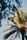 palm trees