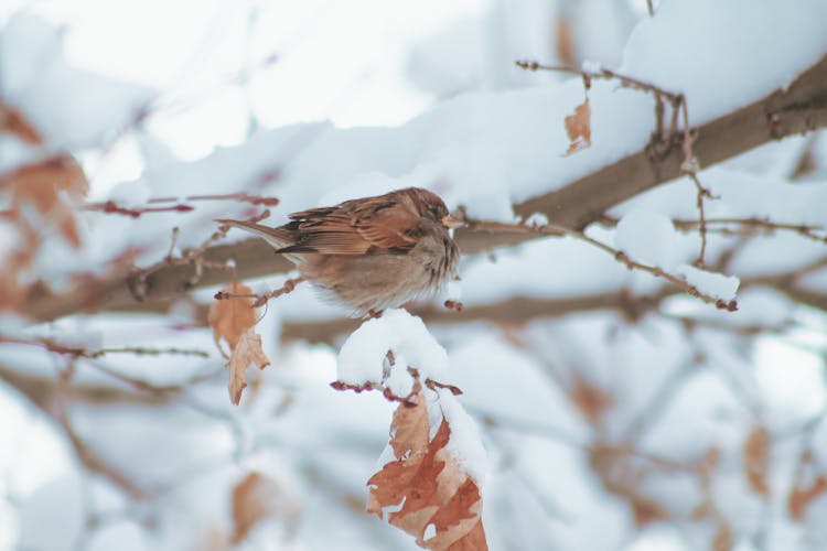 Close Up Of Sparrow In Snow