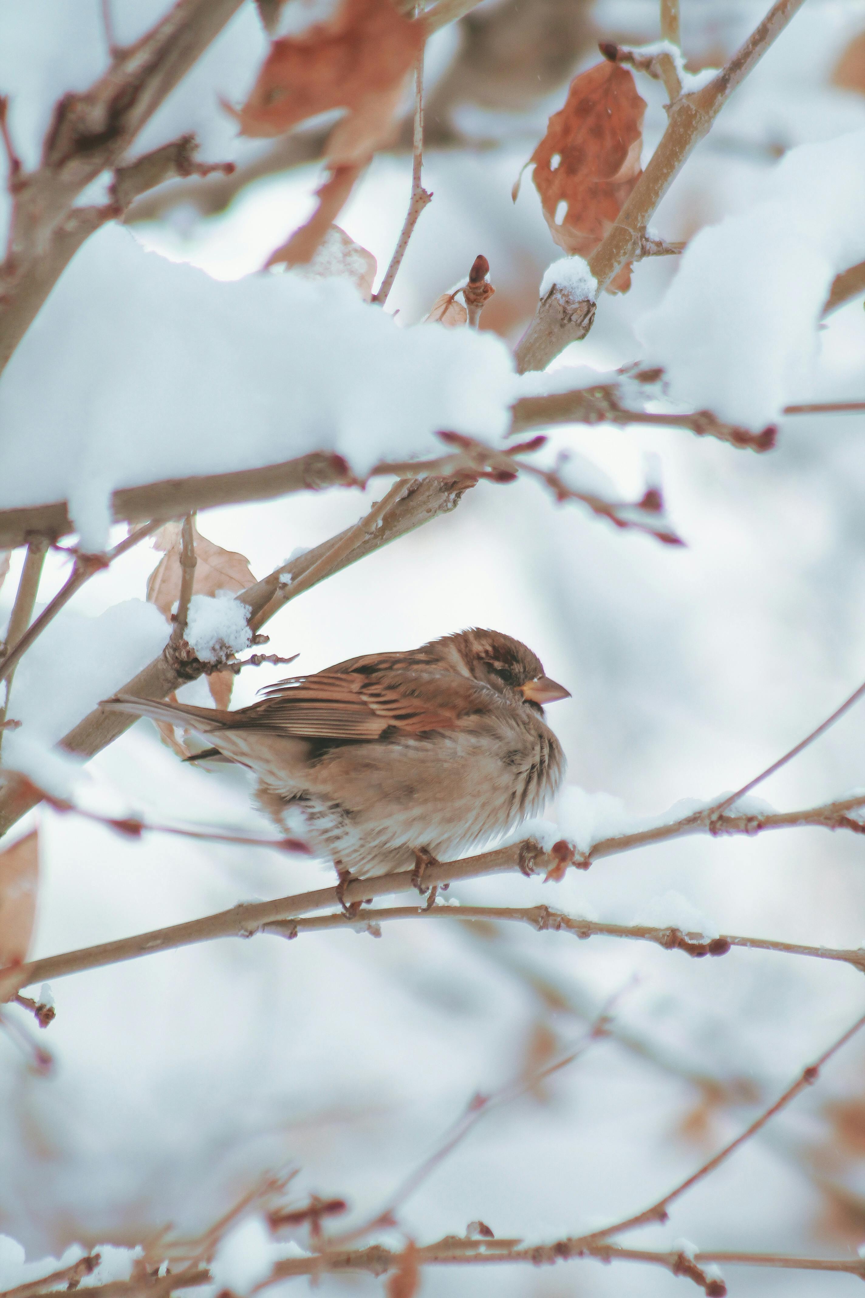 bird perched on a branch in winter