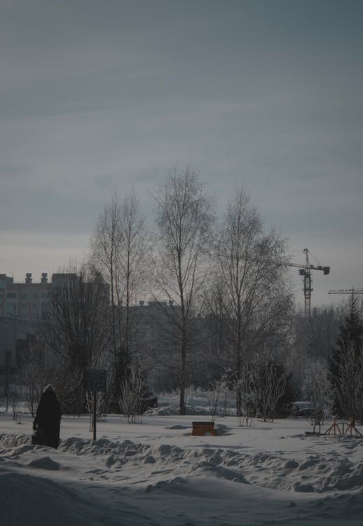 Leafless Trees on Snow Covered Ground