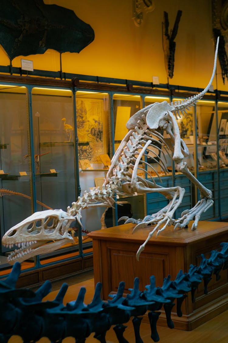 White Dinosaur Skeleton Displayed On A Wooden Table In A Museum