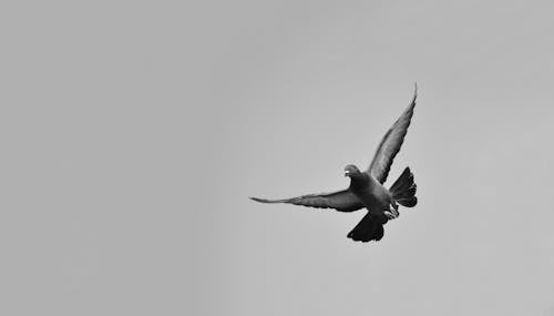 Free Black and White Photo of a Bird Flying Stock Photo