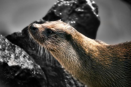 Free A detailed close-up of an otter in its natural habitat. Stock Photo