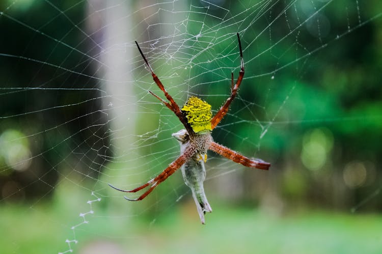 Close-up Of A Spider 