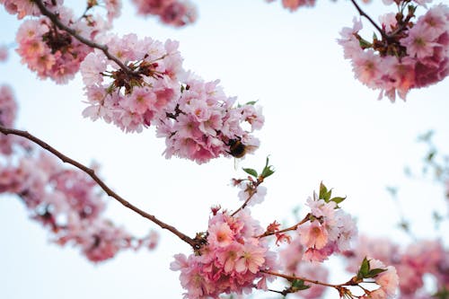 Pink Cherry Blossom in Bloom