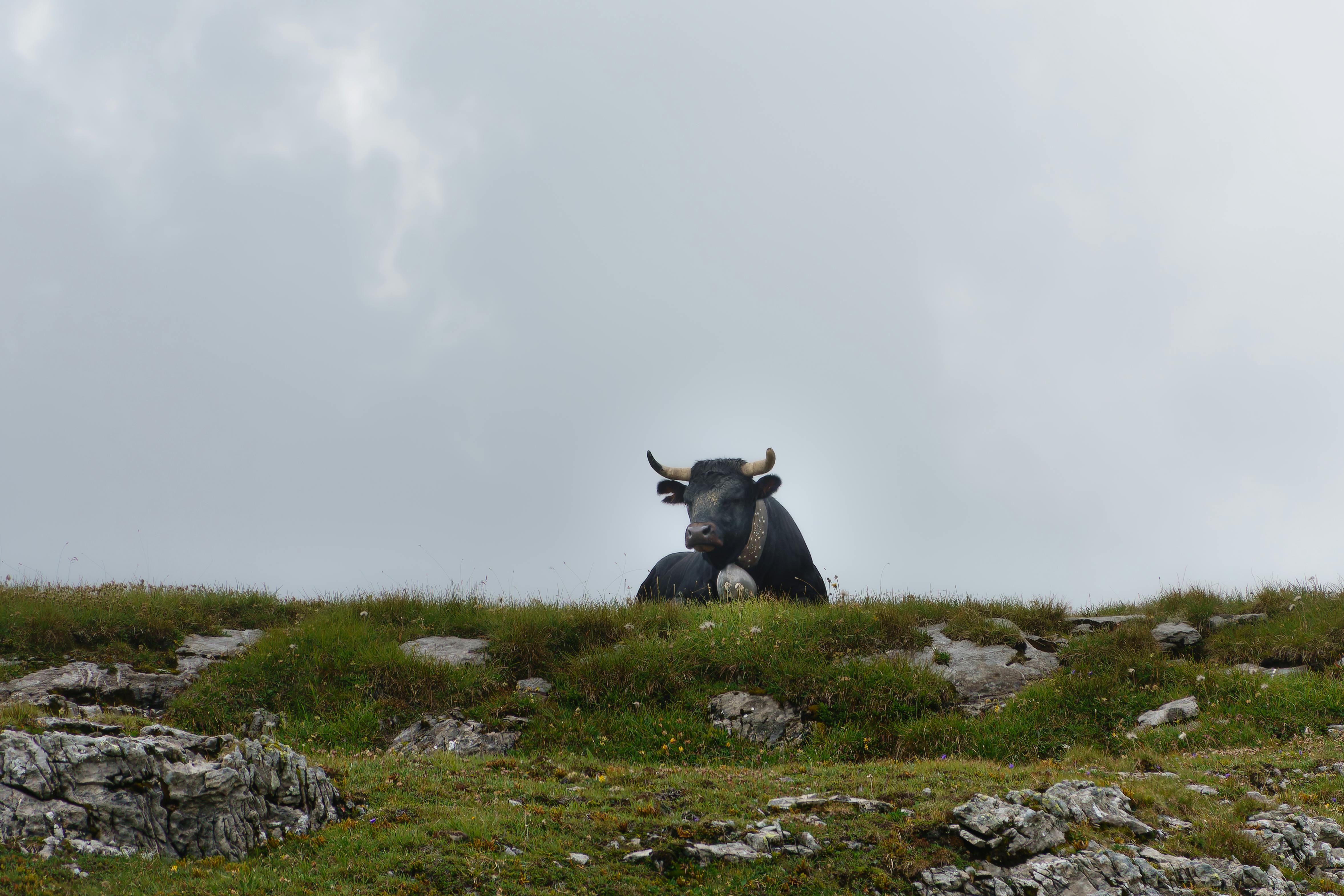 Gratuit Photos gratuites de agriculture, alpage, animal Photos