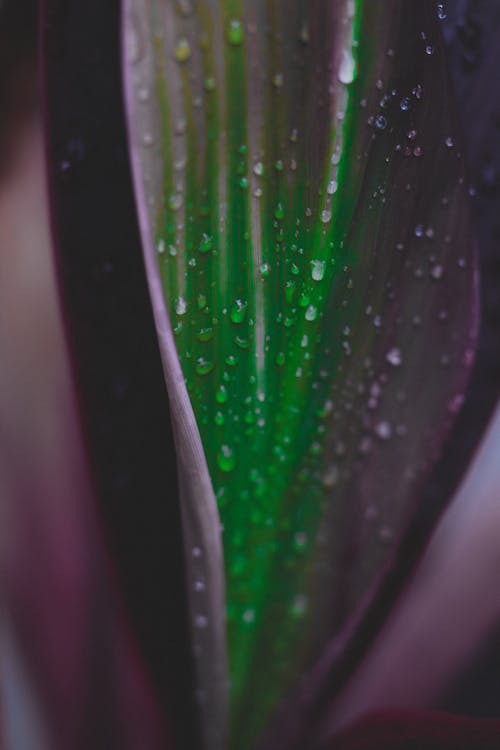 Fotografía Macro De Gotas De Agua En La Hoja Verde Y Púrpura