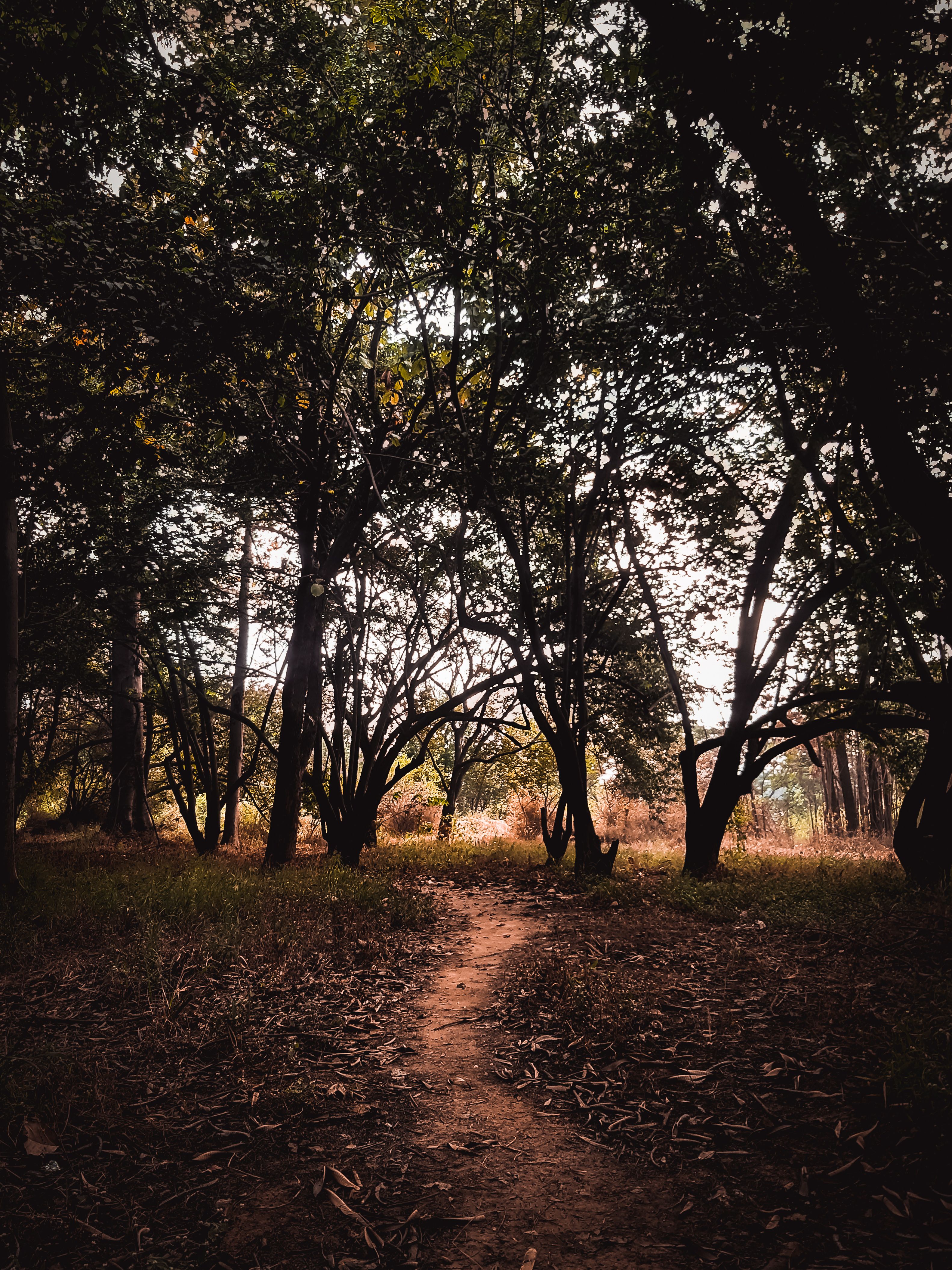 Photo of Pathway Between Trees · Free Stock Photo
