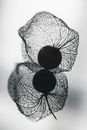 Close-Up of Physalis Fruit in Black and White