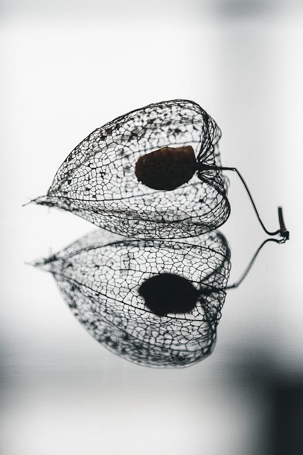 Physalis Fruit in Black and White