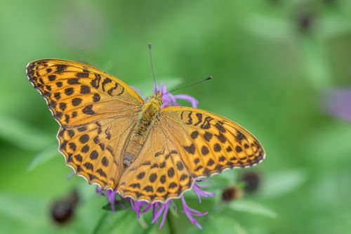Free Close-up of a silver-washed fritillary butterfly resting on a purple flower in Estonia. Stock Photo