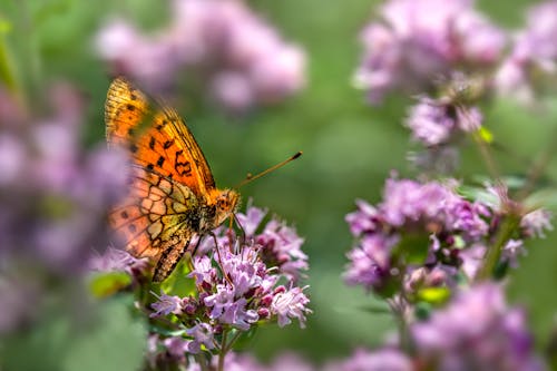 Kostnadsfri bild av blommor, fjäril, flora