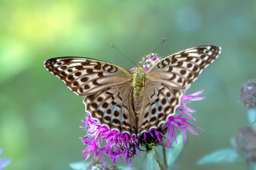 Free Detailed close-up of a Silver-Washed Fritillary butterfly perched on a vibrant purple flower. Stock Photo