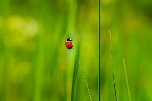 Ladybug on Grass