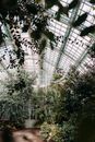 Green Leaf Trees Inside Building