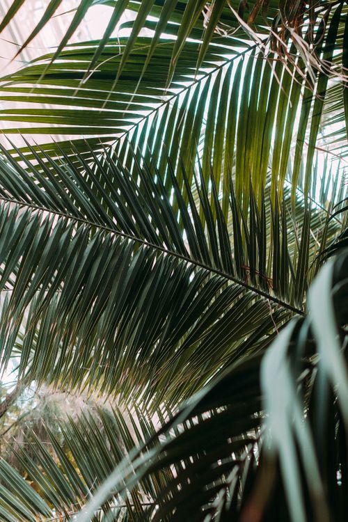 Free Overhead view of vibrant green palm leaves creating a natural canopy pattern. Stock Photo