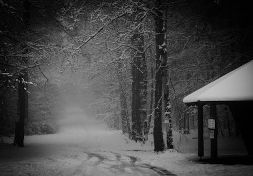 Forest Trees Covered in Snow