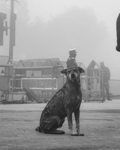 Free A lone stray dog sits on a foggy Delhi street with police in the background. Stock Photo