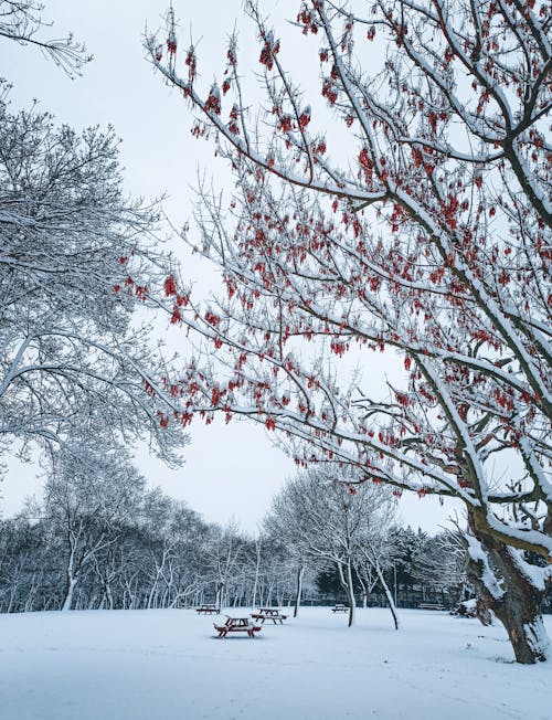 Imagine de stoc gratuită din acoperit de zăpadă, arbori, fotografiere verticală