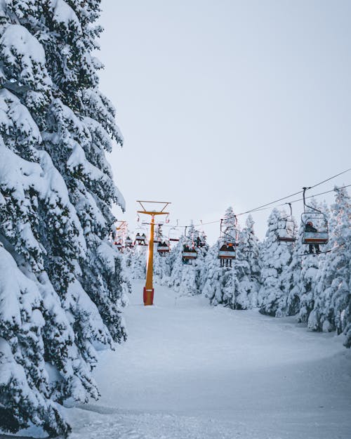 Foto d'estoc gratuïta de arbres, cobert de neu, conduint