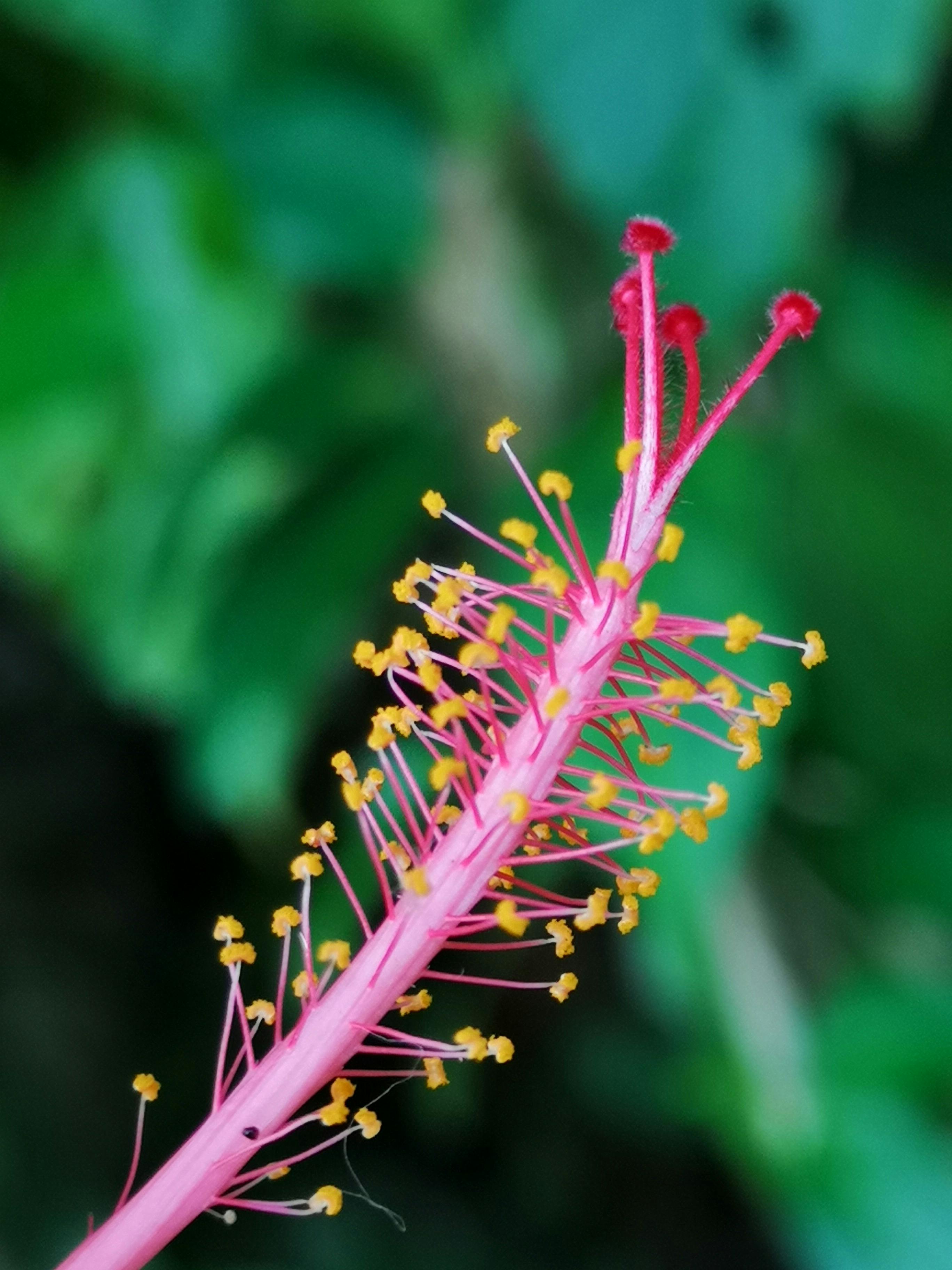Free Stock Photo Of Beautiful Flowers Macro Photography